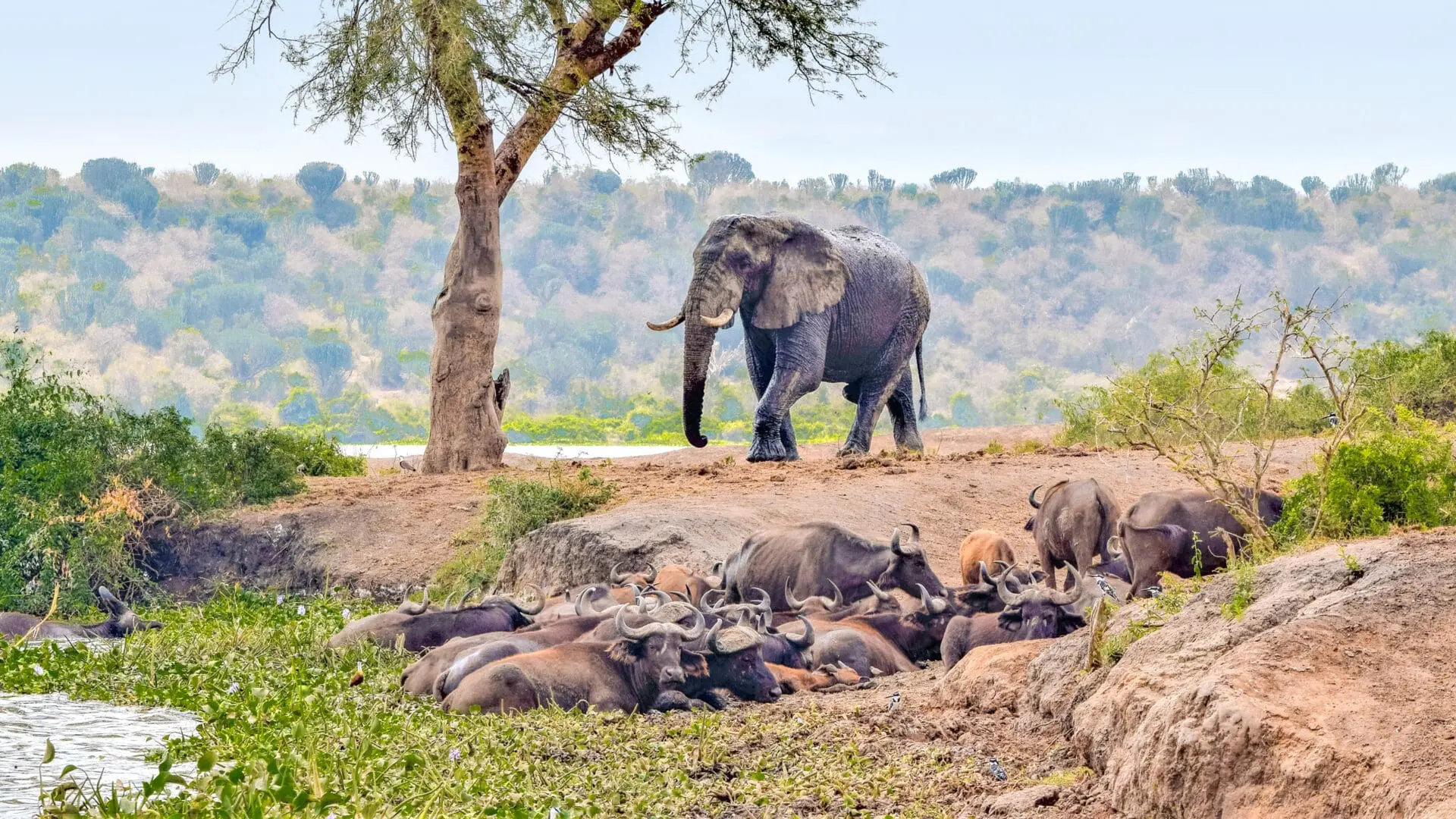 Queen Elizabeth National Park