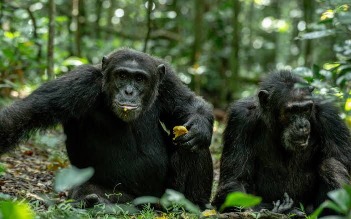 Kibale National park