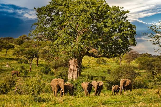Tanzania National Parks