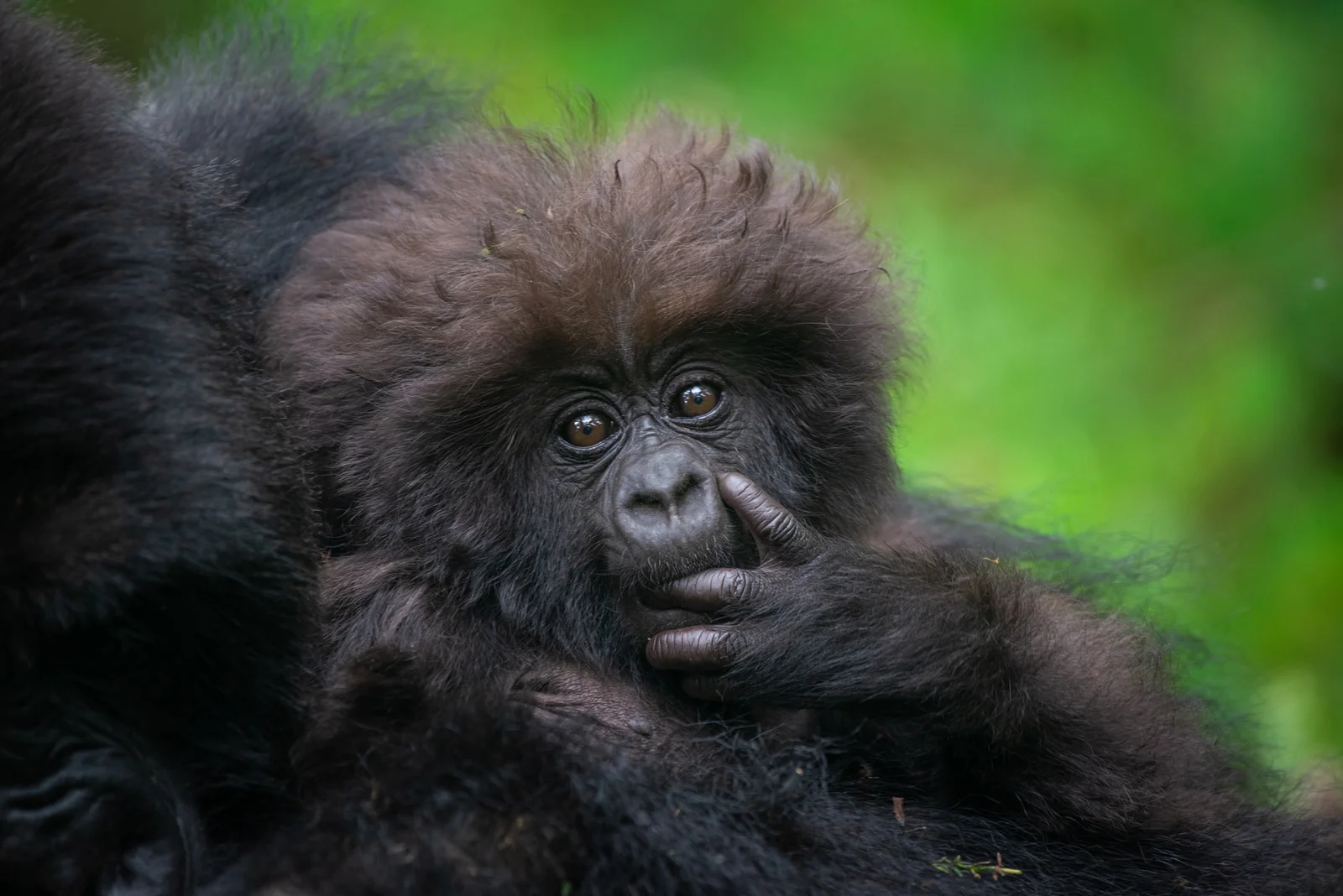 3 Day Gorilla Trekking Rwanda safari experience